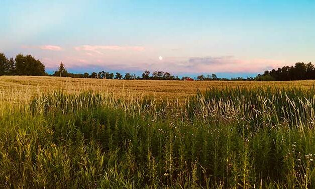 Trees near farmland pay environmental dividends