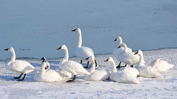 How do birds stay warm in winter?