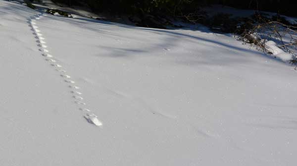 How to read animal tracks in the snow