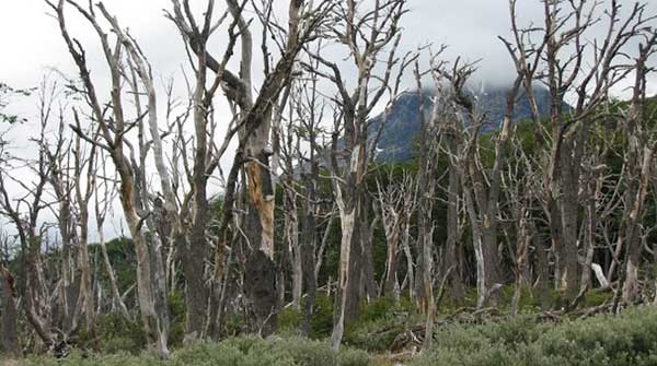 What’s so great about a dead tree?