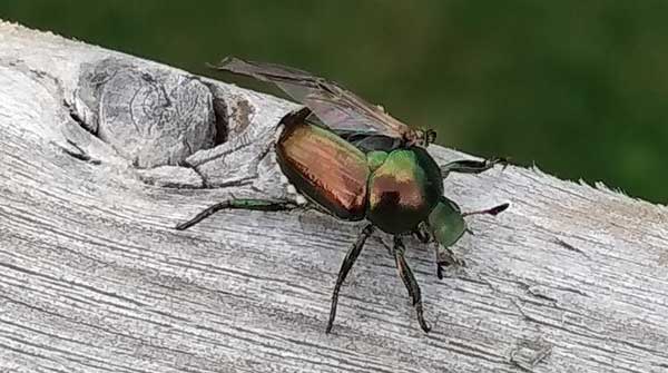 The Japanese Beatle is attractive, but can be annoying