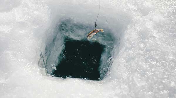 Where do fish go in the winter?