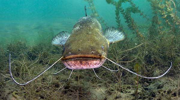 The astonishing sounds fish make