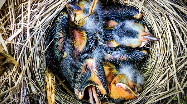 University of Alberta student harnesses AI to revolutionize bird research