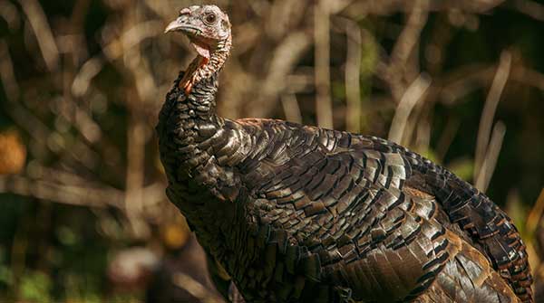 The remarkable comeback of Wild Turkeys in Ontario