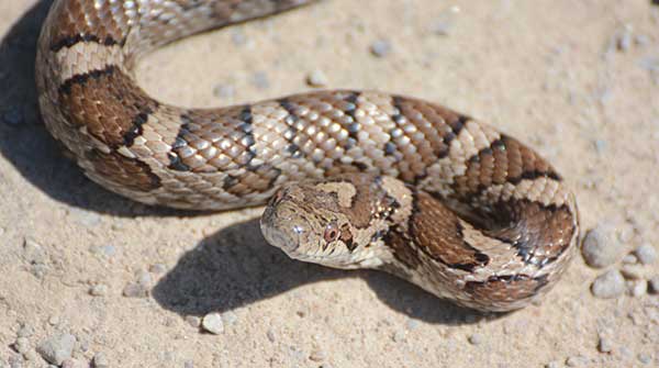 Exploring the secret lives of Canada’s snakes