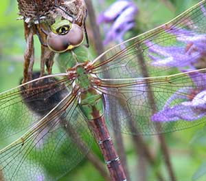 Green Darner