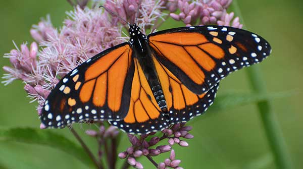 The massive autumn migration to the Tropics has begun