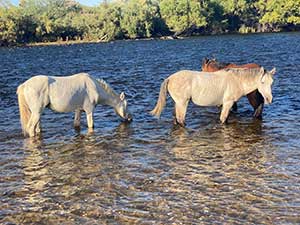 Wild-horses-we-saw-rafting Scottsdale Arizona