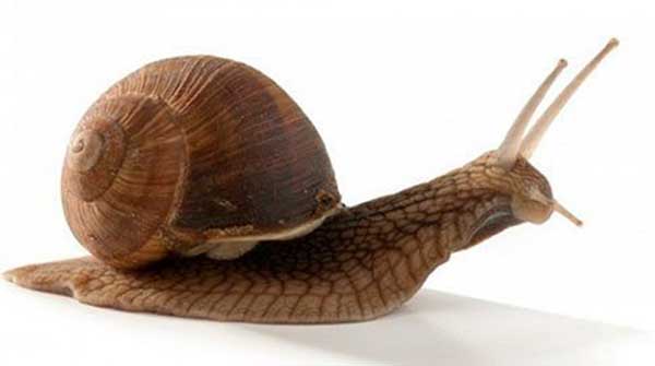 CRTC price controls threaten to lower telecom speed to a snail’s pace