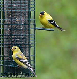 American Goldfinch