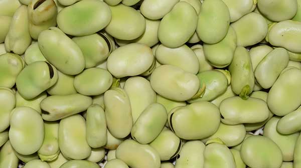 Faba beans could help ease demand for sustainable plant-based food sources