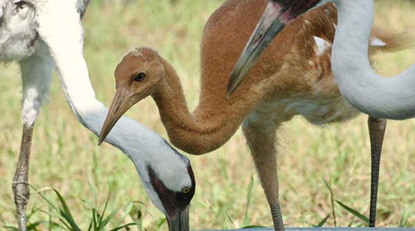 Whooping Crane recovery program gets a boost from Canadian Natural Resources