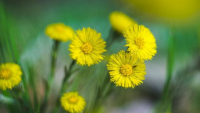 Coltsfoot is a common sign of spring in eastern Canada and the U.S.