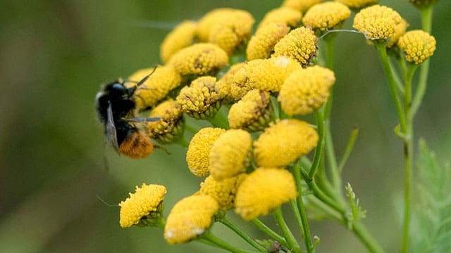 New research offers defence for honeybees against their worst enemy