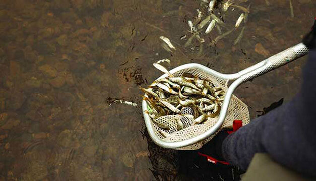 60,000 salmon fry released to restore B.C. populations