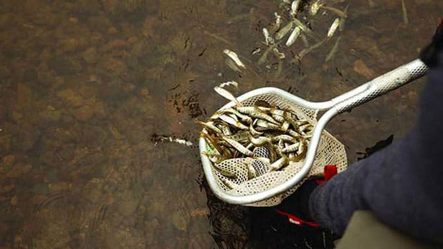 60,000 salmon fry released to restore B.C. populations