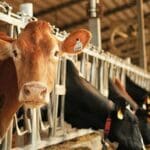 Is Ottawa about to break its own supply management law?