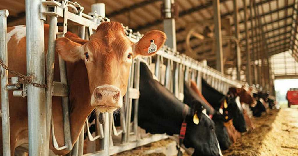 It’s time to end Canada’s protectionist supply management regime