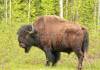 With Spring's arrival a Wood Bison sheds its winter coat